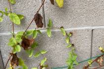 (Bob Morris) Heat radiating from a cement block wall can damage plants such as honeysuckle. The ...