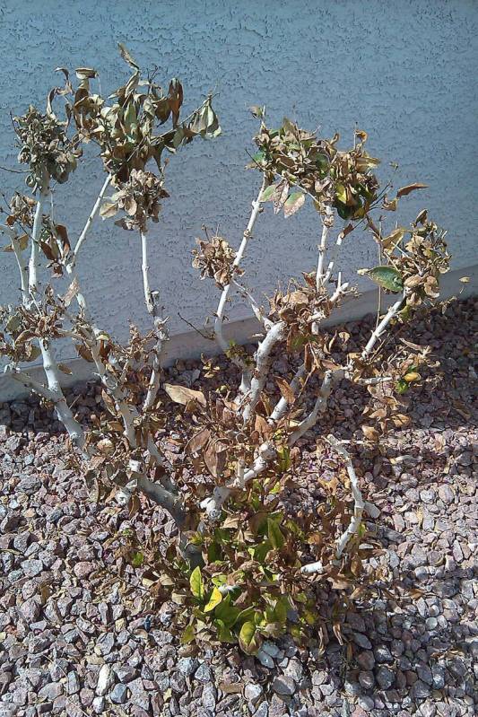 (Bob Morris) Roses do not like being planted in rock mulch and will become unhealthy after a fe ...