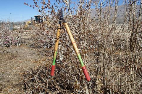 (Bob Morris) A lopper, used for pruning large branches, is properly hung in a tree to prevent b ...