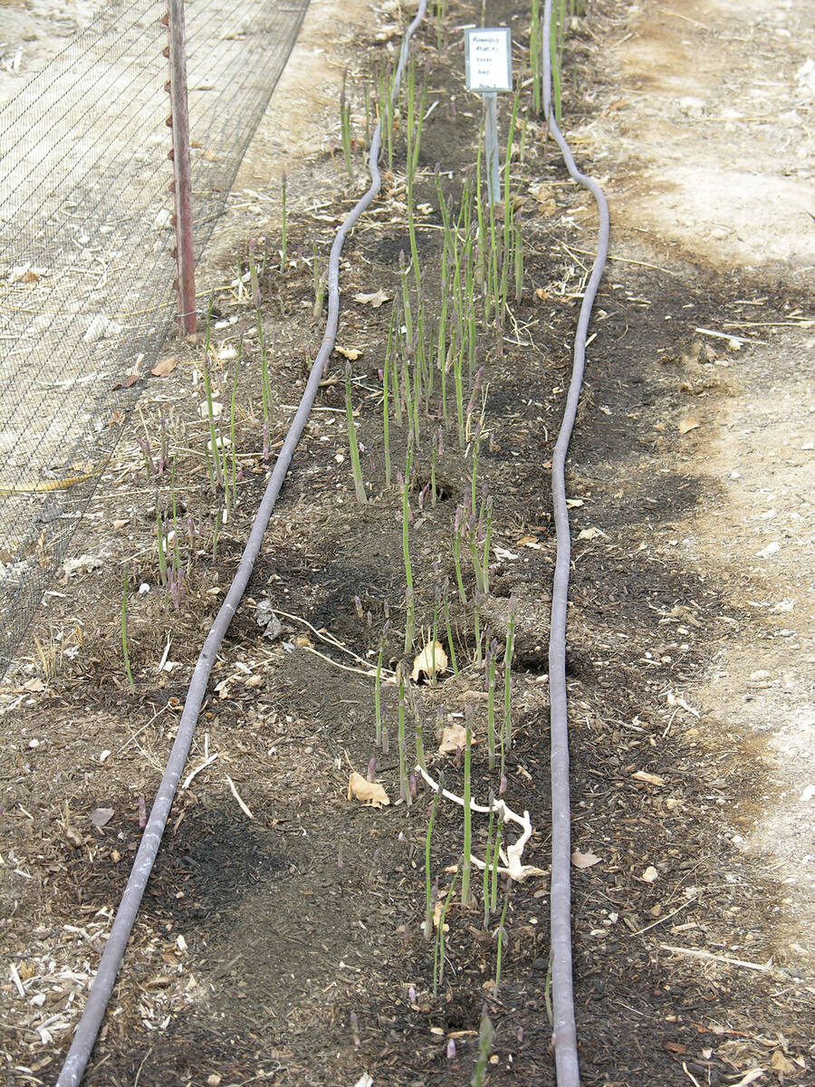 (Bob Morris) Asparagus are starting to emerge from an area where compost had been applied.