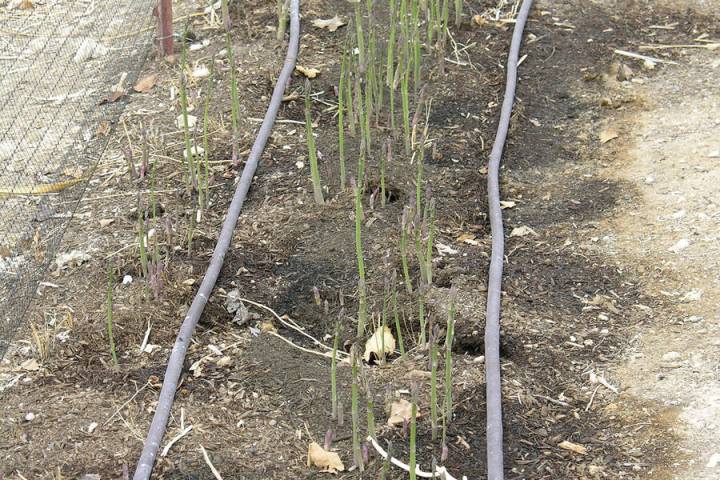 (Bob Morris) Asparagus are starting to emerge from an area where compost had been applied.