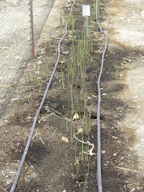 (Bob Morris) Asparagus are starting to emerge from an area where compost had been applied.