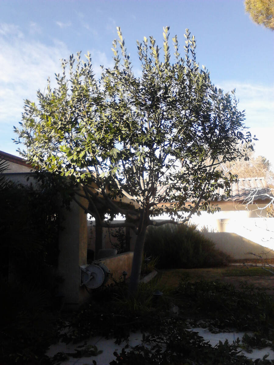 (Bob Morris) A bay laurel tree will use about 10,000 gallons of water each year. In the desert, ...