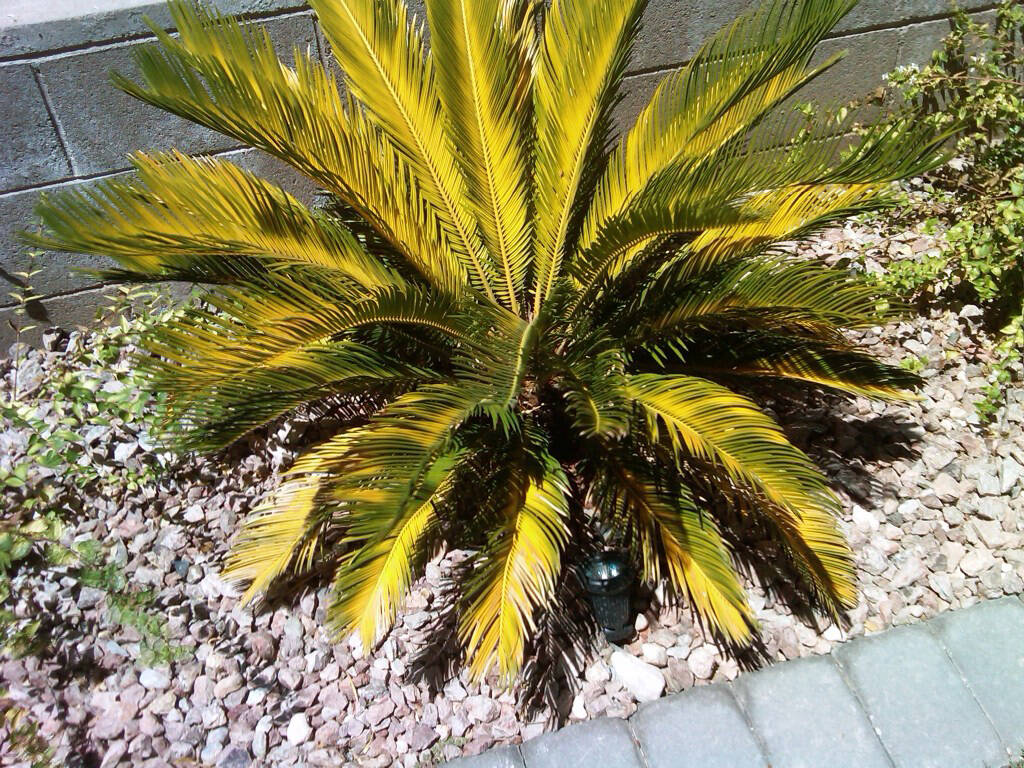 (Bob Morris) The worst growing conditions for a cycad are unimproved soil, covered in rock and ...