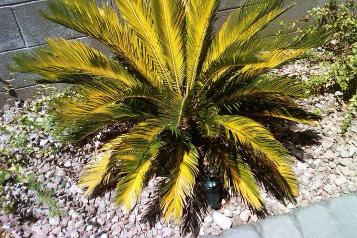 (Bob Morris) The worst growing conditions for a cycad are unimproved soil, covered in rock and ...