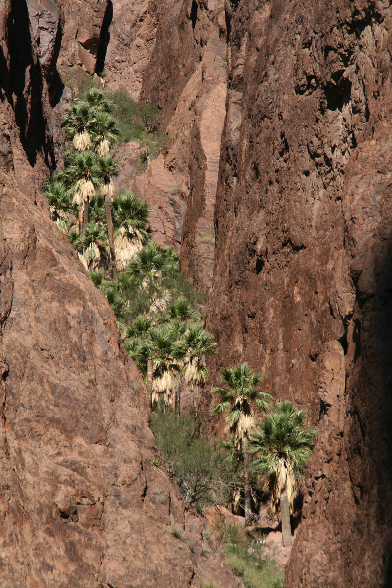 (Deborah Wall) Desert fan palms grow up the rhyolite cliff walls in Palm Canyon at Kofa Nationa ...