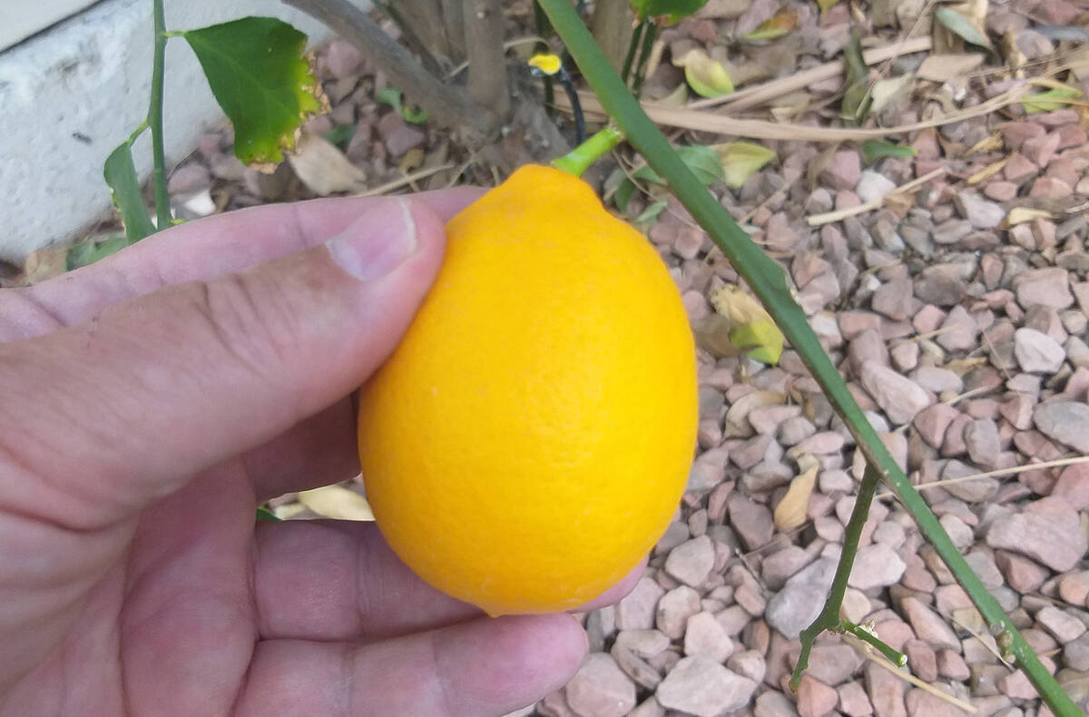 (Bob Morris) Improved Meyer lemon is more cold hardy than other lemon varieties, and less susce ...