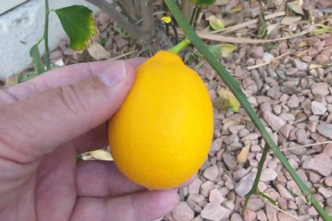 (Bob Morris) Improved Meyer lemon is more cold hardy than other lemon varieties, and less susce ...