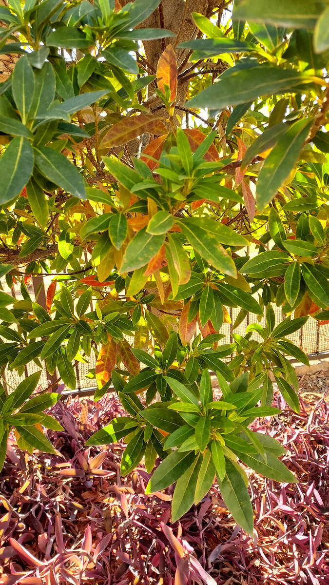 (Bob Morris) Red leaves on a Japanese blueberry typically indicate some type of irrigation problem.