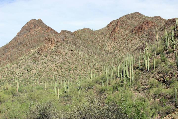 (Deborah Wall) Hundreds of saguaro cacti grow on this south-facing slope just west of Tucson, A ...