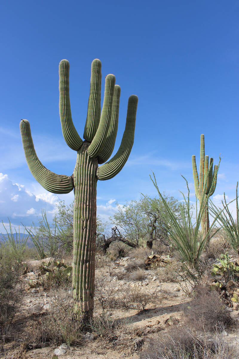 (Deborah Wall) It may take 50-100 years for a saguaro to grow its first arm.