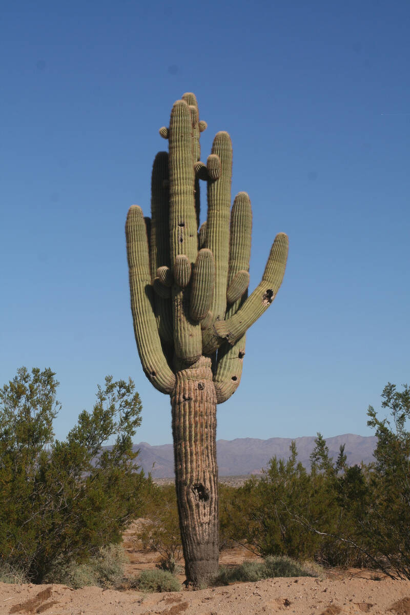 (Deborah Wall) Some of the holes you see on saguaro cactus were made by Gila woodpeckers and gi ...