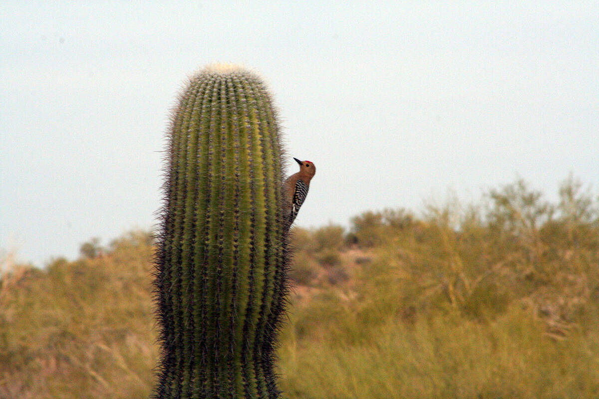 (Deborah Wall) It is common to see Gila woodpeckers in areas where saguaro cacti grow.