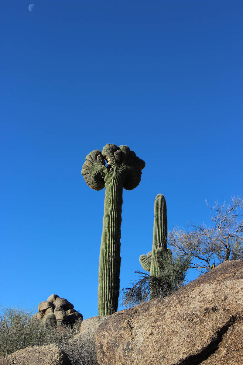 (Deborah Wall) It is a rare sight to see a crested or cristate saguaro cactus such as this one ...