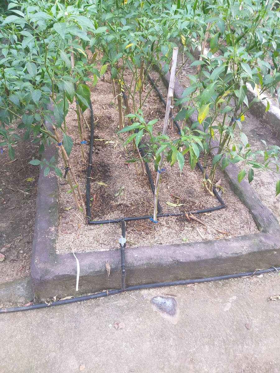 (Bob Morris) This drip irrigation tubing on a raised bed features a ball valve, in front at cen ...