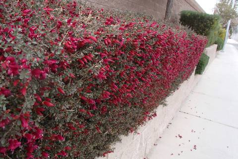 (Bob Morris) These red emu bushes have been planted to create a hedge. The best time to prune i ...