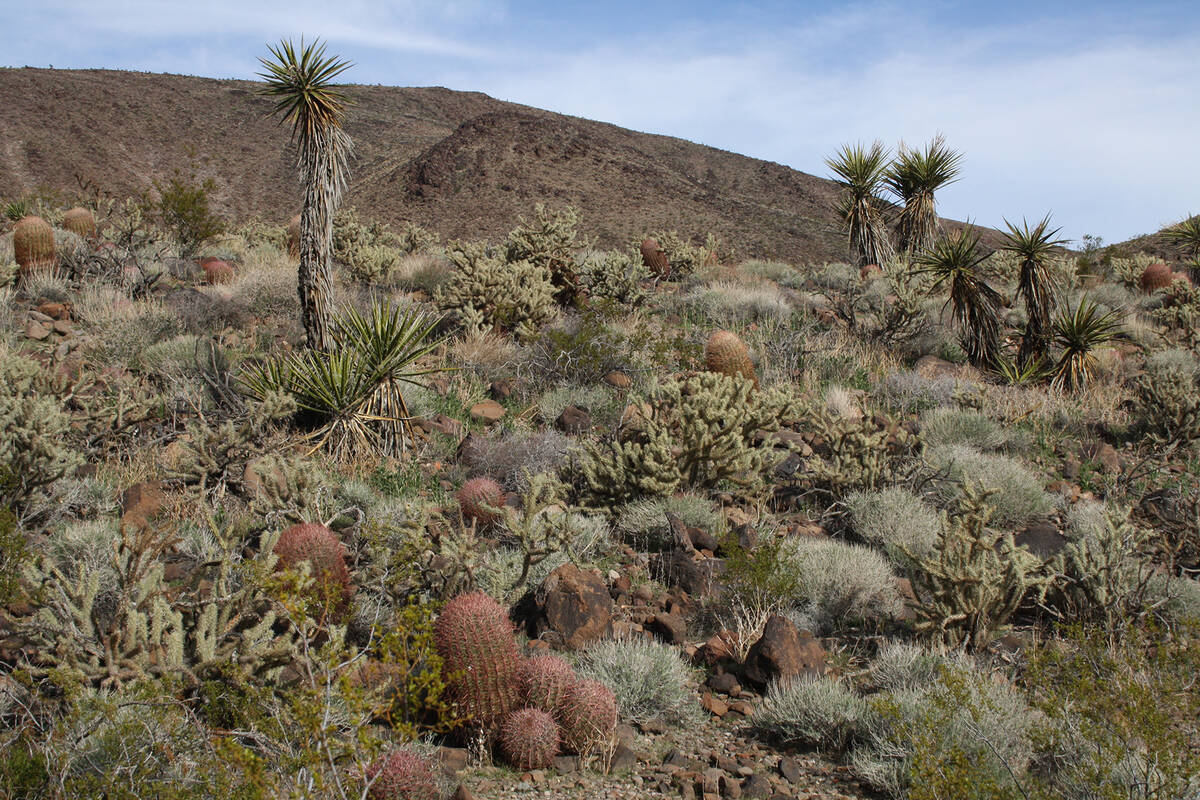 (Deborah Wall) On the north side slope of the Fort Piute outpost in Mojave National Preserve in ...
