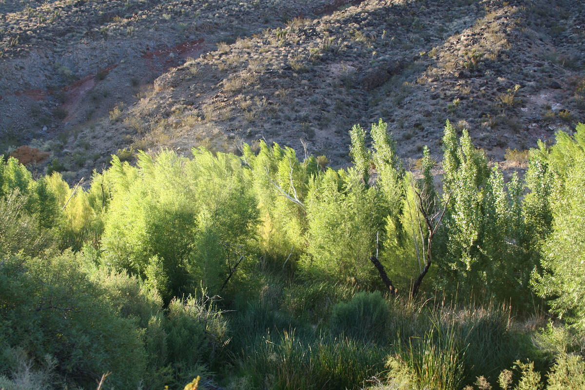 (Deborah Wall) Piute Creek in California’s Mojave National Preserve is a perennial strea ...