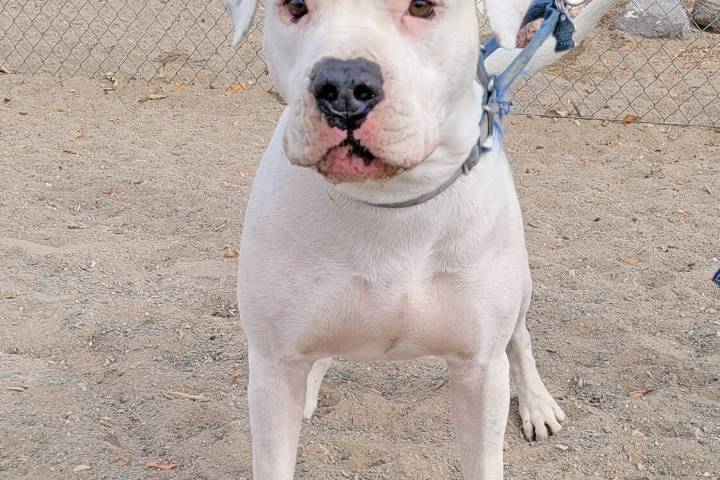 Celia Shortt Goodyear/Boulder City Review Dozer, a 3-year-old American Staffordshire terrier, t ...