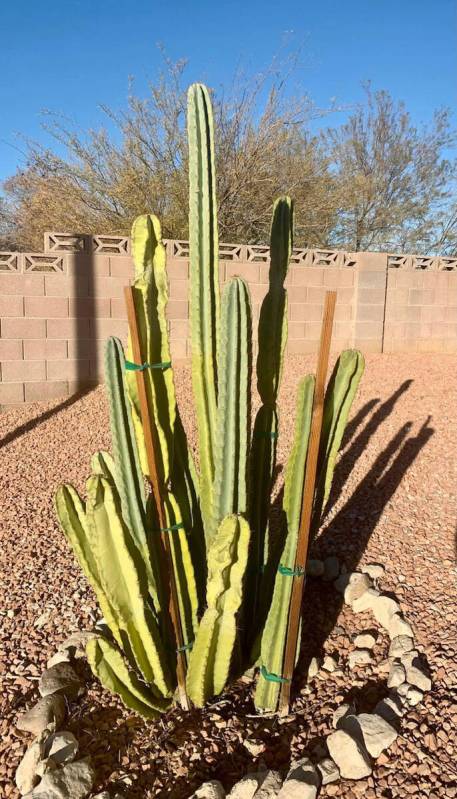 (Bob Morris) This Peruvian apple cactus shows some discoloration.