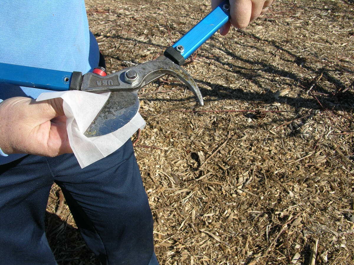 (Bob Morris) Blades of a lopper should be sanitized with alcohol before pruning.