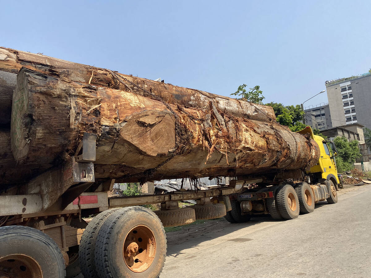 (Norma Vally) Ivory Coast in West Africa is experiencing deforestation as its timber resources ...