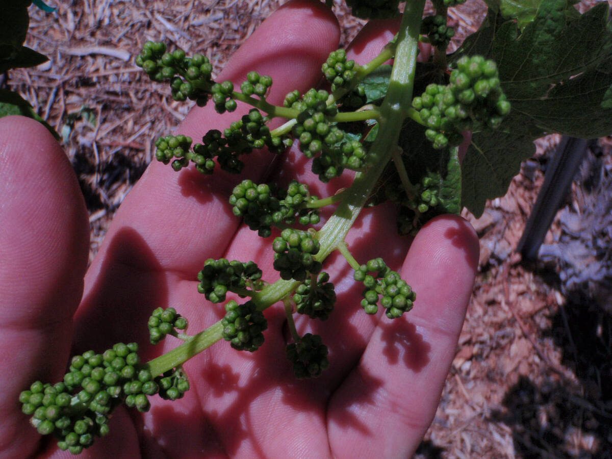 (Bob Morris) Flowers of grapes are an indicator of keeping last year’s growth and time a ...