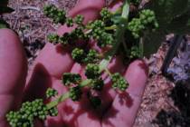 (Bob Morris) Flowers of grapes are an indicator of keeping last year’s growth and time a ...