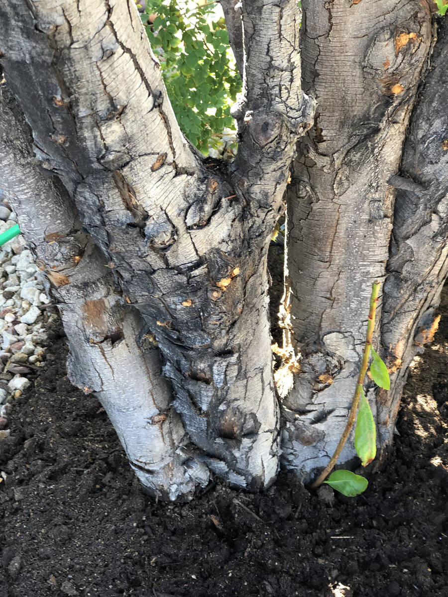 (Bob Morris) The sun is responsible for the damage to the trunk of this mature photinia. It can ...
