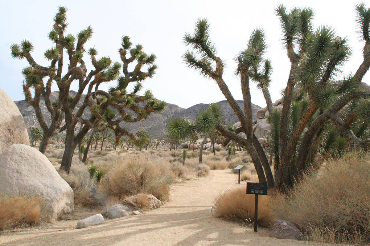 (Deborah Wall) The Cap Rock Nature Trail in Joshua Tree National Park in California is an easy ...