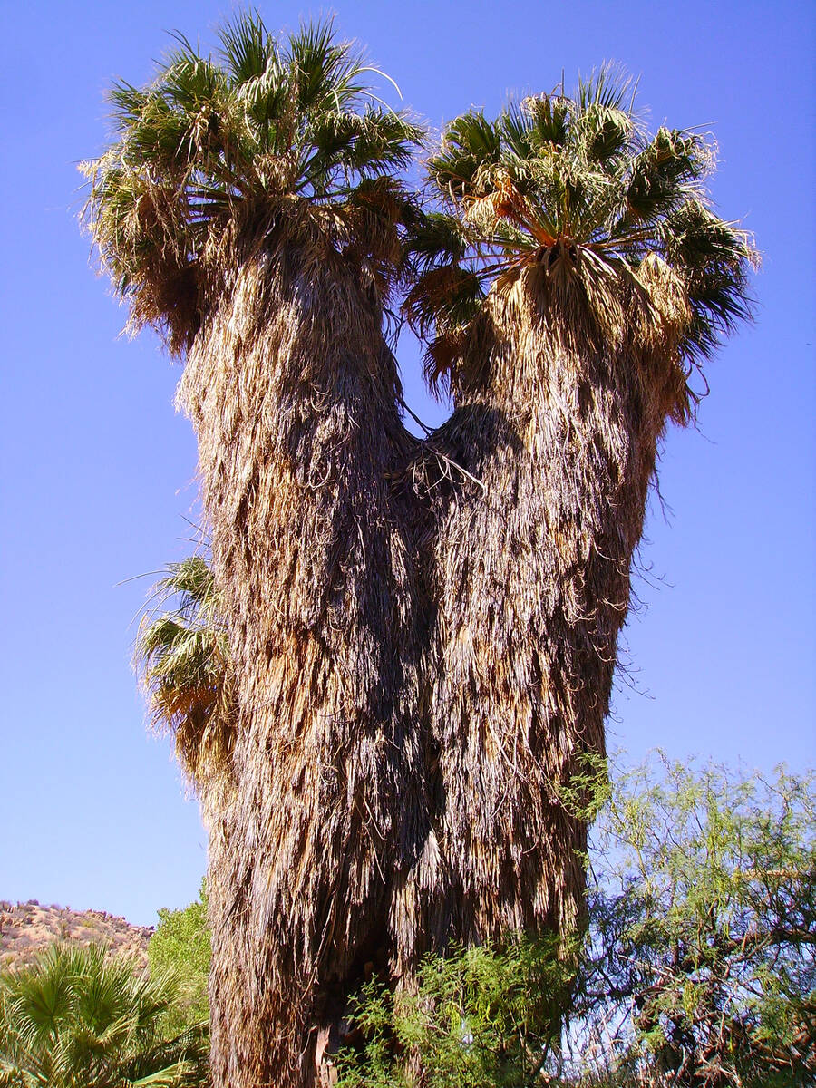 (Deborah Wall) These palms at Joshua Tree National Park in California serve as a roost for the ...