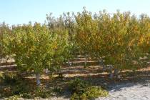 (Bob Morris) The height of peach trees can be lowered by as much as 25 percent. Start by removi ...