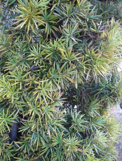 (Bob Morris) You can eliminate yellowing new growth on a yew pine or Podocarpus by adding iron ...