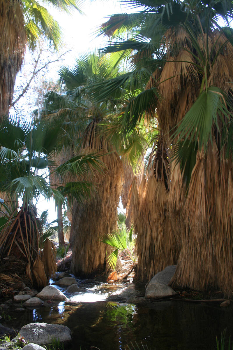(Deborah Wall) One of the best hiking destinations in Palm Springs is the Indian Canyons, manag ...
