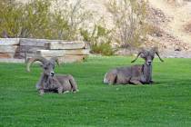 (Celia Shortt Goodyear/Boulder City Review) The Parks and Recreation Department is looking at i ...