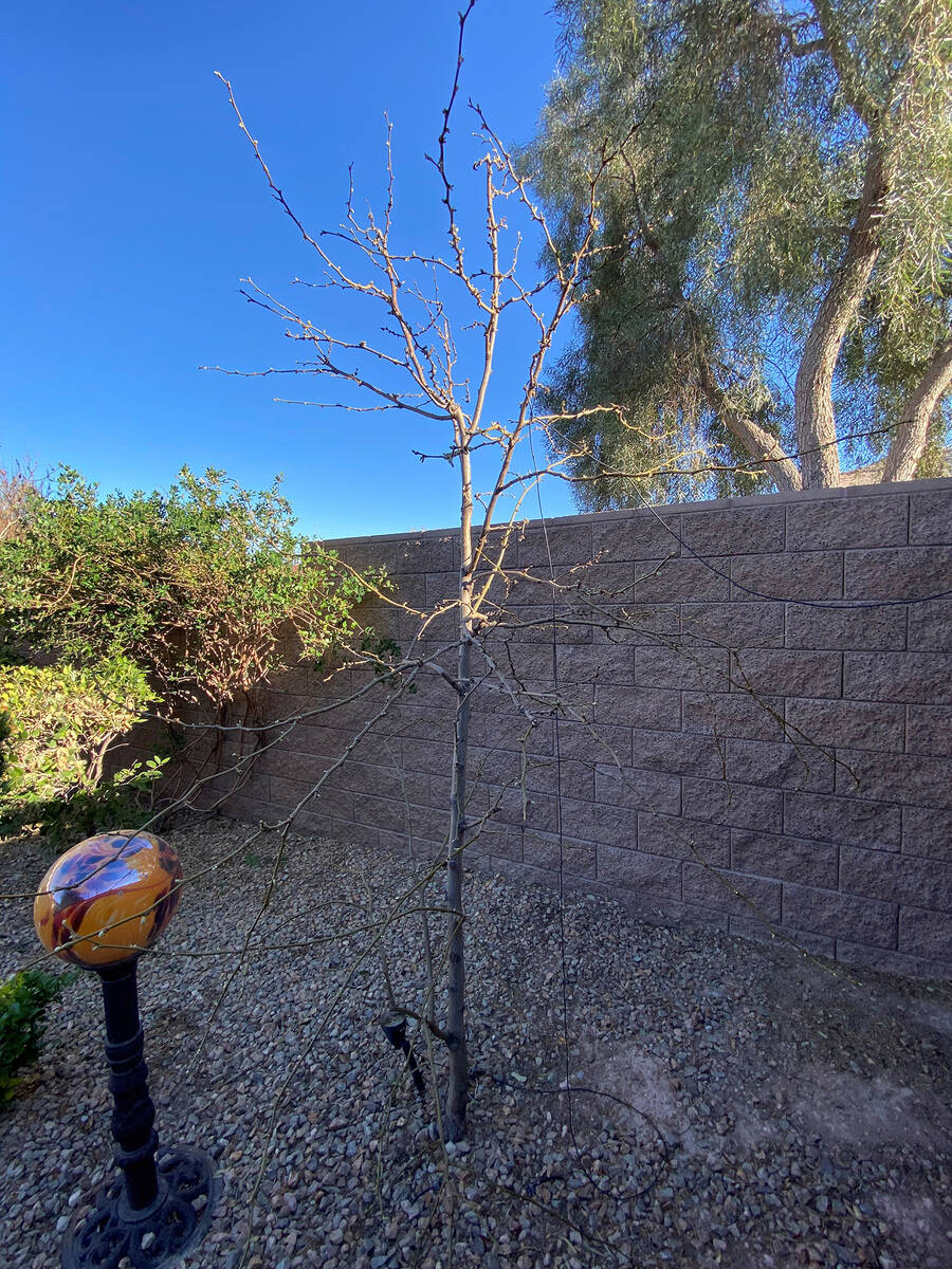(Bob Morris) The golden lead ball tree, shown with upright vertical growth, should flower when ...