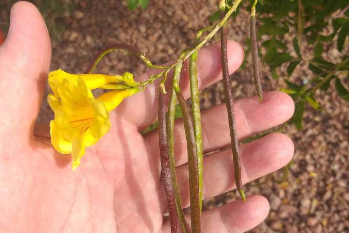 (Bob Morris) Yellow bells, shown with seed pods, is a good choice for a landscape plant in the ...