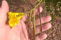 (Bob Morris) Yellow bells, shown with seed pods, is a good choice for a landscape plant in the ...