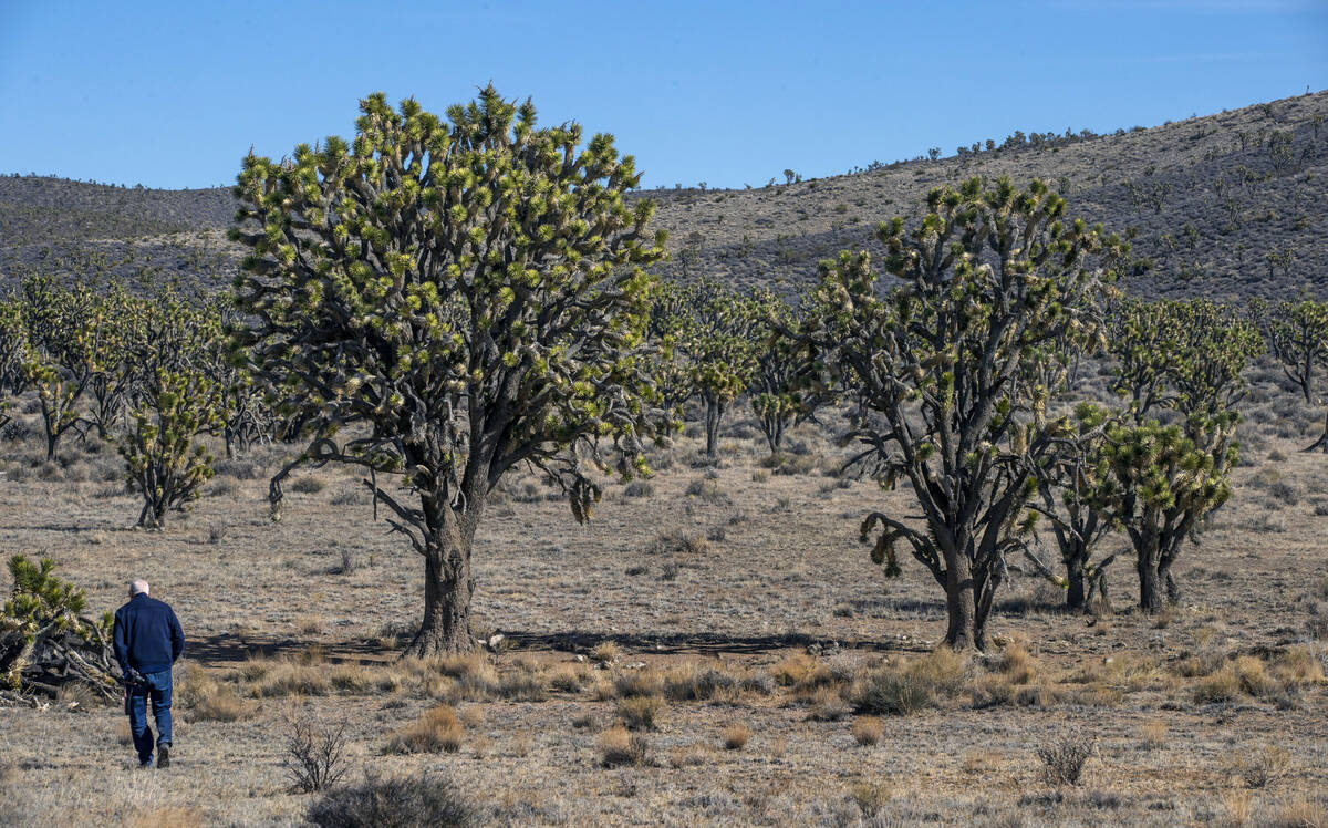 (L.E. Baskow/Las Vegas Review-Journal) Alan O’Neill walks toward the largest Joshua tree in N ...