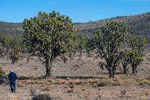 (L.E. Baskow/Las Vegas Review-Journal) Alan O’Neill walks toward the largest Joshua tree in N ...