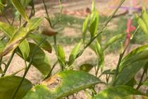 (Bob Morris) The brown spots on the leaves of this Algerian tangerine citrus are likely due to ...