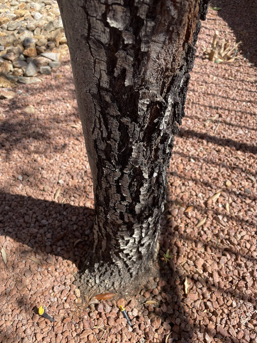(Bob Morris) The trunk of this oak tree shows some old damage, which will take a long time to h ...
