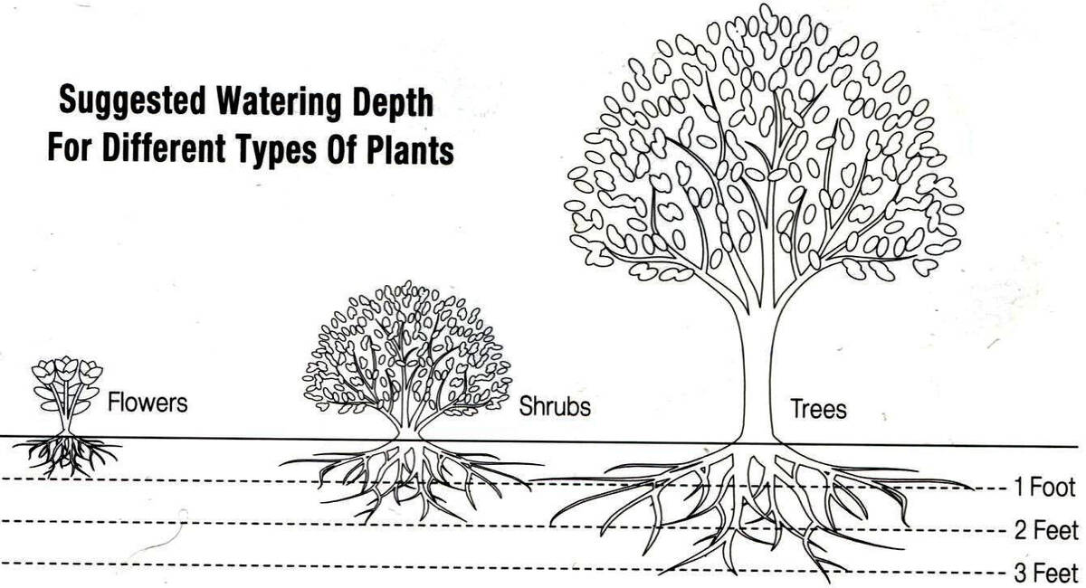 (Bob Morris) This graphic illustrates how deep different types and sizes of plants should be wa ...