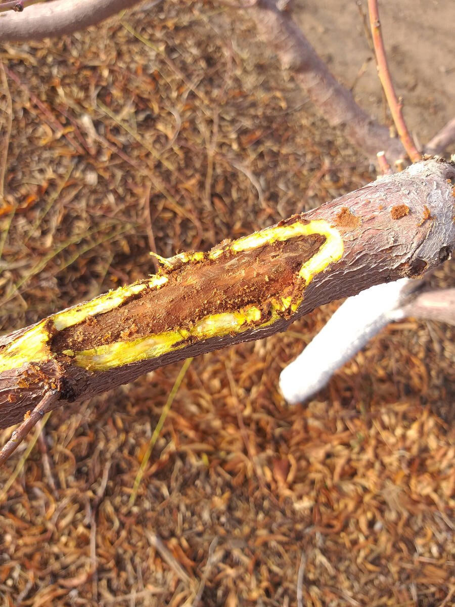 (Bob Morris) A sharp, sterilized knife can be used to remove borer damage under the bark. This ...