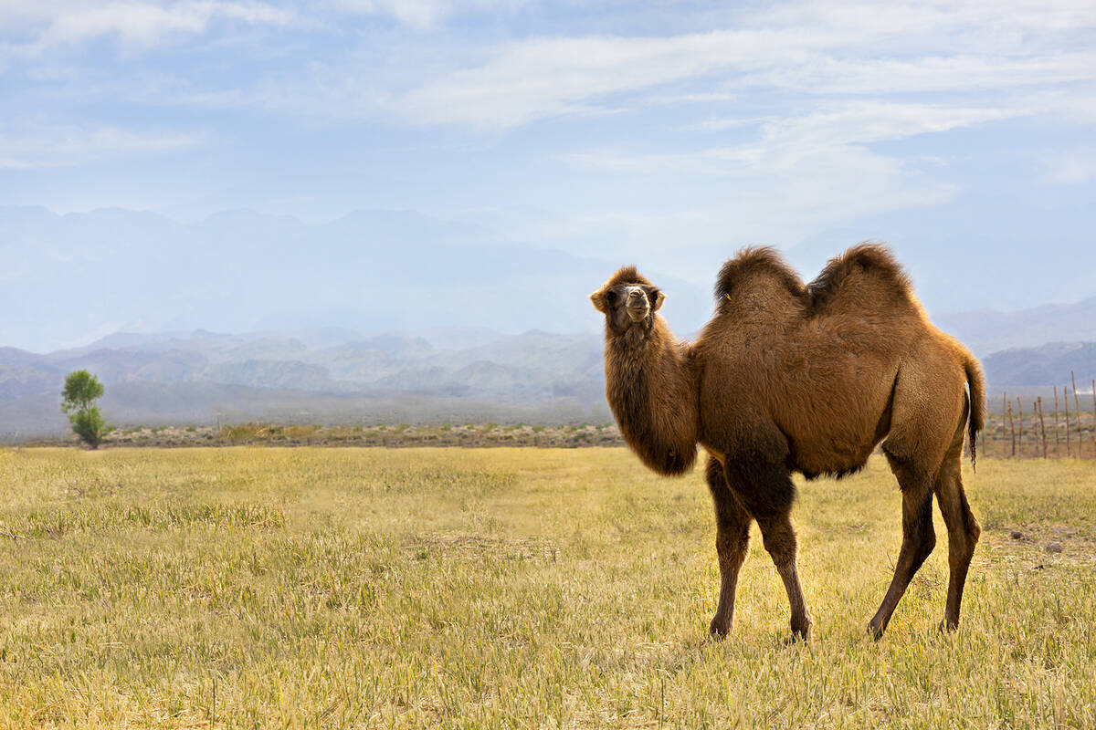 (Getty Images) Bactrian camels, such this one seen in the countryside near Issyk Kul Lake in Ky ...