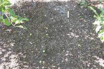 (Bob Morris) Look for light speckling on the ground to determine if enough of the top canopy of ...