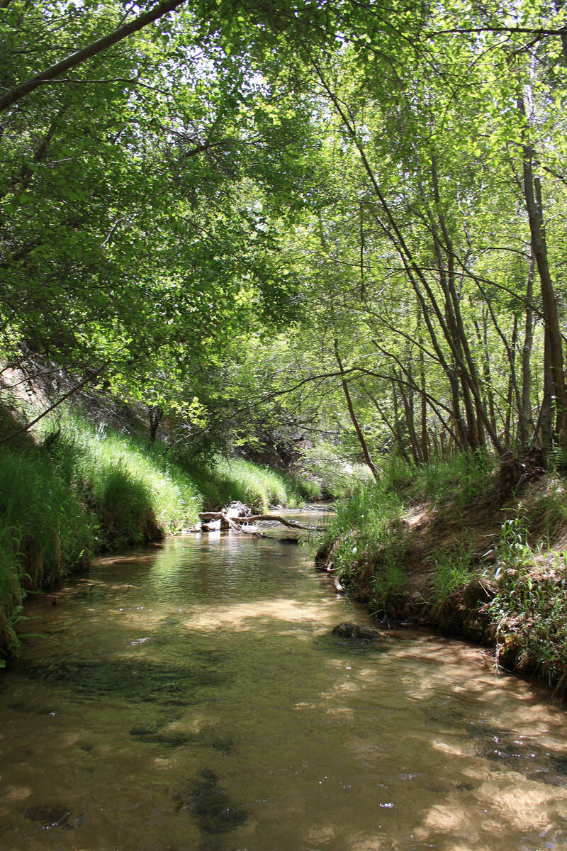 (Deborah Wall) Calf Creek is a perennial stream that supports a wide variety of flora and fauna ...