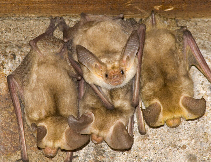 (Nevada Department of Wildlife) Learn more about bats during a walk-about hosted by the Nevada ...
