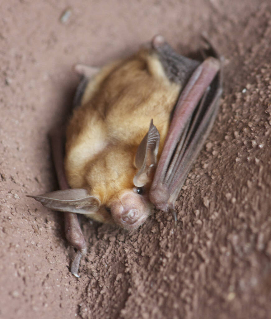 (Nevada Department of Wildlife) The Nevada Department of Wildlife hosts Bat Discovery Walk-abou ...