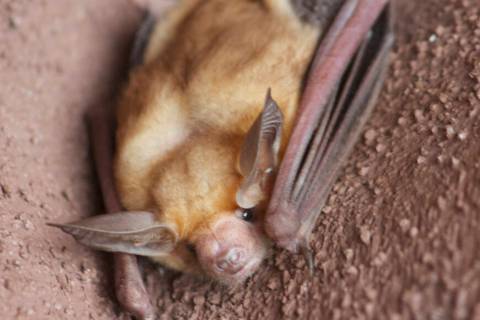 (Nevada Department of Wildlife) The Nevada Department of Wildlife hosts Bat Discovery Walk-abou ...